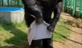 动物性行为视频大全,视频大全中的自然奇观